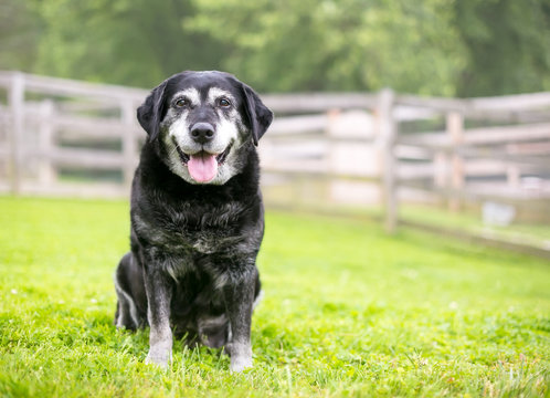 A senior Retriever mixed breed dog sitting outdoors