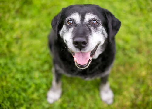 A senior Retriever mixed breed dog sitting outdoors, looking up at the camera with a happy expression
