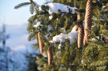 branches of a christmas tree with cones