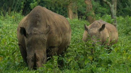 Fototapeta premium Couple of rhino eating grass