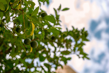 Macrophoto of two green juicy lemons on daylight