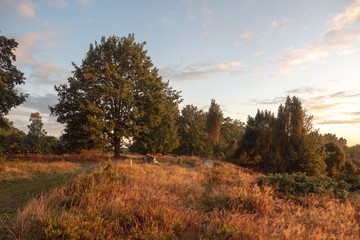 Fototapeta premium Landschaft in goldenem Licht