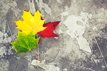 Natural red, yellow and green maple fall leaves on gray stone background, retro toned