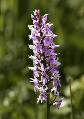 Common Spotted Orchid, Dactylorhiza fuchsii.