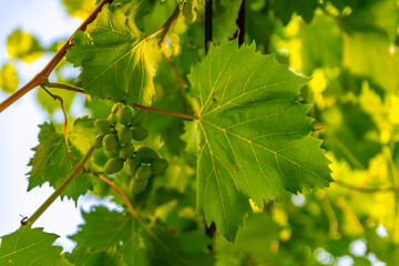 Macrophoto of some green grapes on daylight