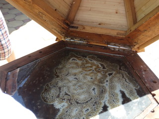 Bees in the hive make honey from mountain flowers