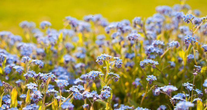 Fototapeta Forget-me-nots or Scorpion grasses - Myosotis with beautiful light blue tiny flowers blooming early in the spring.