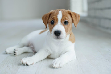 Dog Jack Russell 