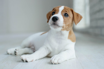 Dog Jack Russell 