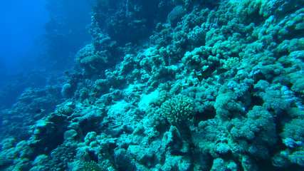 the coral reef