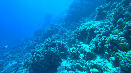 Fototapeta na wymiar the coral reef