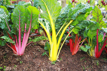 Colorful vegetables