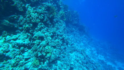 Naklejka na ściany i meble the coral reef