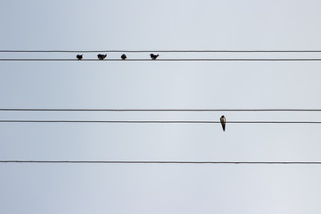 Swallows on wires