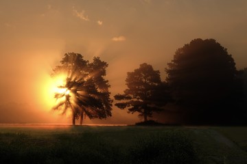 Fototapeta na wymiar Beautiful foggy sunrise, as sunbeams stab through the tree canopies. Raleigh North Carolina