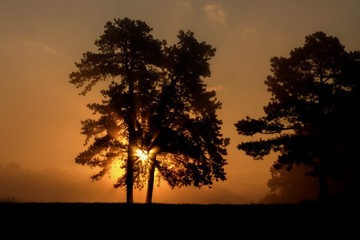 Fototapeta na wymiar Beautiful foggy sunrise, as sunbeams stab through the loblolly pine trees. Raleigh North Carolina