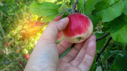 Ripe apples on the tree