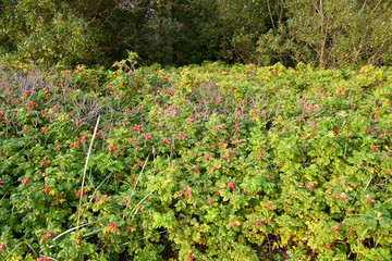 Wild rose bushes.