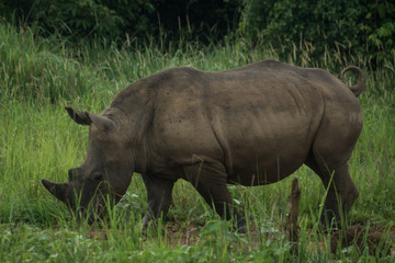 Fototapeta premium Rhino walking in the bush 