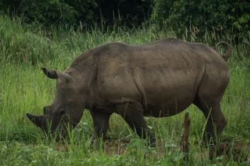 Foto op Plexiglas Rhino walking in the bush  © DARIO