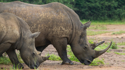 Fototapeta premium Rhinoceros walking in Uganda