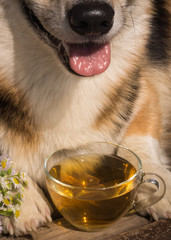 Tea time. Dog Welsh Corgi Pembroke with a cup of tea.