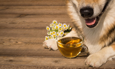 Tea time. Dog Welsh Corgi Pembroke with a cup of tea.