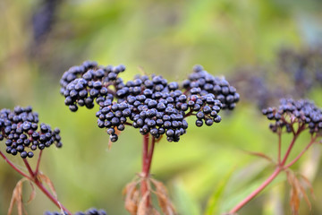 Elderberry. Closeup view of wet elderberry's bunch  