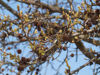 Fagus sylvatica. Chatons et cupules du hêtre commun