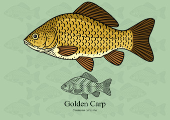 Naklejka premium Golden Carp. Vector illustration with refined details and optimized stroke that allows the image to be used in small sizes (in packaging design, decoration, educational graphics, etc.)