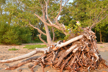 Tree roots close up.