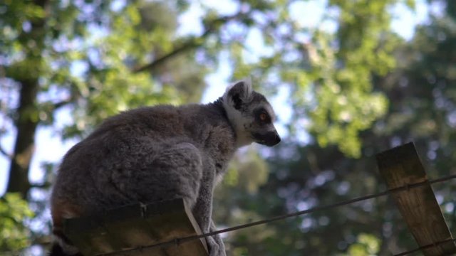 Ring-tailed lemurs at the park zoo. Slow motion
