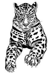 line leopard 