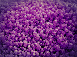 Abstract purple flower macro shot