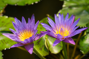 Twin Lotus purple on green leaf,
