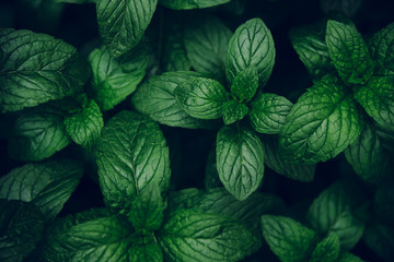 Mint green leaves pattern background