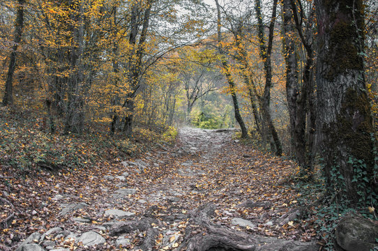 Дорога в осеннем лесу.Осенний лиственный лес на Кавказе, Краснодарский край, Россия