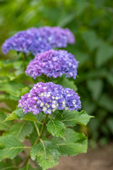 青紫色のアジサイの花
