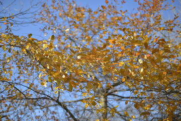 Trees with fall color in morning light