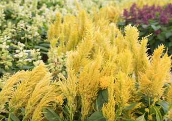 Closeup of the yellow Chinese Wool Flower.