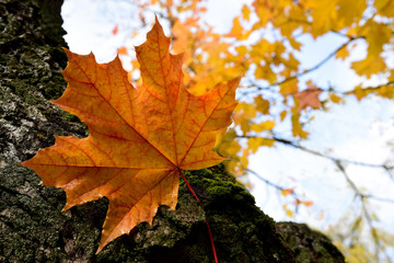 Beautiful autumn maple leaf on tree in park.