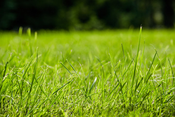 Bushes of green grass is close