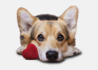 A dog with a red heart on a white background. Valentine's Day.
