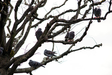 Dry tree with a lot of pigeons
