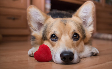Ein Hund mit einem roten Herzen. Valentinstag.