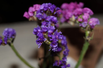 Obraz premium Purple and violet flowers