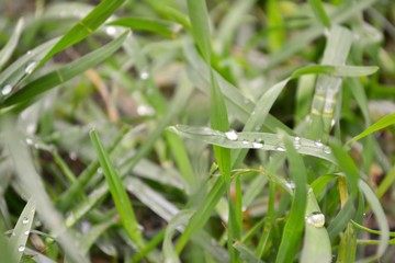 dew on grass