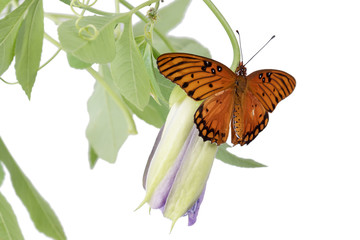 Bright orange butterfly Gulf Fritillary (Agraulis vanillae) on bud   purple passionflower (Passiflora incarnata L.). Isolated on white background
