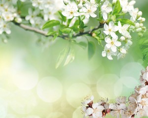 Flowers of the cherry blossoms on a