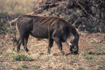 Warthog (Phacochoerus aethiopicus), Kruger National Park, Mpumalanga, South Africa
